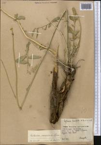 Rhaponticoides kasakorum (Iljin) M. V. Agab. & Greuter, Middle Asia, Northern & Central Kazakhstan (M10) (Kazakhstan)