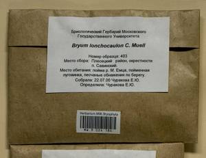 Ptychostomum lonchocaulon (Müll. Hal.) J.R. Spence, Bryophytes, Bryophytes - European North East (B7) (Russia)