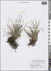 Carex pediformis C.A.Mey., Eastern Europe, Middle Volga region (E8) (Russia)