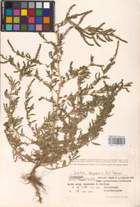 Bassia scoparia (L.) Beck, Eastern Europe, Rostov Oblast (E12a) (Russia)