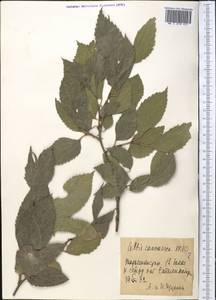 Celtis caucasica Willd., Middle Asia, Pamir & Pamiro-Alai (M2) (Tajikistan)