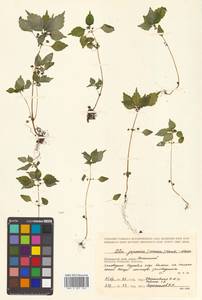 Achudemia japonica Maxim., Siberia, Russian Far East (S6) (Russia)