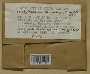 Brachythecium campestre (Müll. Hal.) Schimp., Bryophytes, Bryophytes - South Urals (B14) (Russia)