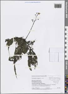 Utricularia vulgaris L., Eastern Europe, Central region (E4) (Russia)