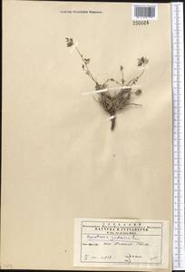 Parietaria judaica L., Middle Asia, Kopet Dag, Badkhyz, Small & Great Balkhan (M1) (Turkmenistan)