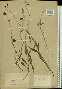 Campanula stevenii subsp. turczaninovii (Fed.) Victorov, Siberia, Altai & Sayany Mountains (S2) (Russia)