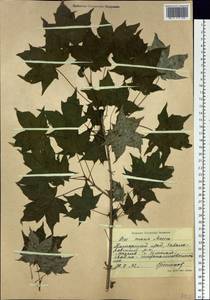 Acer pictum subsp. mono (Maxim.) H. Ohashi, Siberia, Russian Far East (S6) (Russia)