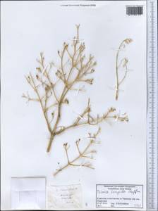 Trinia hispida Hoffm., Middle Asia, Caspian Ustyurt & Northern Aralia (M8) (Kazakhstan)