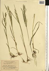 Poa trivialis L., Eastern Europe, Moscow region (E4a) (Russia)