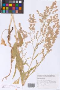 Lepidium latifolium L., Eastern Europe, Lower Volga region (E9) (Russia)