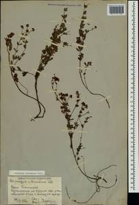 Dorycnium pentaphyllum subsp. herbaceum (Vill.)Rouy, Crimea (KRYM) (Russia)