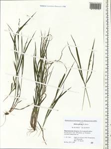Melica picta K.Koch, Eastern Europe, Central forest-and-steppe region (E6) (Russia)