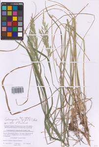 Calamagrostis epigejos (L.) Roth, Eastern Europe, Moscow region (E4a) (Russia)