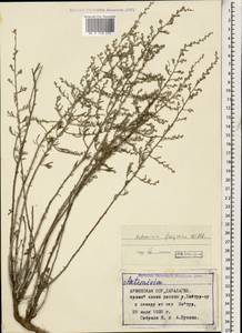 Artemisia lercheana Weber ex Stechm., Caucasus, Armenia (K5) (Armenia)