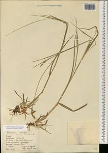 Heteropogon contortus (L.) P.Beauv. ex Roem. & Schult., South Asia, South Asia (Asia outside ex-Soviet states and Mongolia) (ASIA) (China)