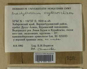 Brachythecium erythrorrhizon Schimp., Bryophytes, Bryophytes - Russian Far East (excl. Chukotka & Kamchatka) (B20) (Russia)