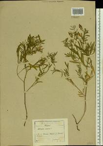 Astragalus arenarius L., Eastern Europe, North-Western region (E2) (Russia)