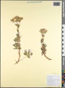 Potentilla astracanica subsp. callieri (Th. Wolf) Soják, Caucasus, Krasnodar Krai & Adygea (K1a) (Russia)
