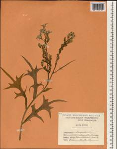 Lactuca indica L., South Asia, South Asia (Asia outside ex-Soviet states and Mongolia) (ASIA) (North Korea)