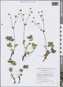 Potentilla crantzii subsp. gelida (C.A.Mey.) Soják, Siberia, Yakutia (S5) (Russia)