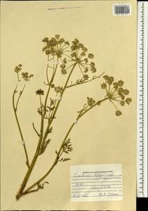 Cnidium dauricum (Jacq.) Turcz. ex Fisch. & C. A. Mey., Mongolia (MONG) (Mongolia)