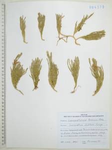 Spinulum annotinum subsp. dubium (Zoëga) J.H.Xue, Chepinoga & K.P.Ma, Siberia, Russian Far East (S6) (Russia)