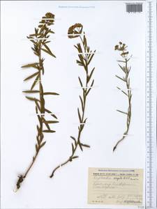 Euphorbia virgata Waldst. & Kit., Crimea (KRYM) (Russia)