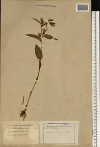 Cephalanthera rubra (L.) Rich., Eastern Europe, Latvia (E2b) (Latvia)