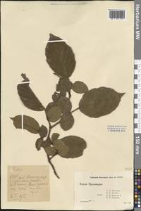 Rubus, South Asia, South Asia (Asia outside ex-Soviet states and Mongolia) (ASIA) (China)