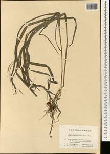 Bromus remotiflorus (Steud.) Ohwi, South Asia, South Asia (Asia outside ex-Soviet states and Mongolia) (ASIA) (China)