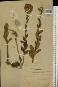 Hylotelephium telephium (L.) H. Ohba, Eastern Europe, Central forest region (E5) (Russia)