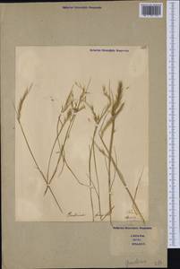 Gaudinia fragilis (L.) P.Beauv., Western Europe (EUR) (Italy)