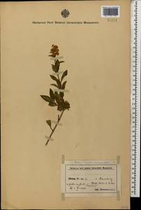 Ligustrum vulgare L., Caucasus, Azerbaijan (K6) (Azerbaijan)
