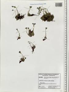 Eritrichium villosum (Ledeb.) Bunge, Siberia, Central Siberia (S3) (Russia)