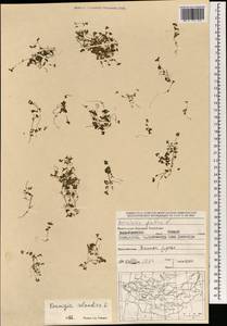 Koenigia islandica L., Mongolia (MONG) (Mongolia)
