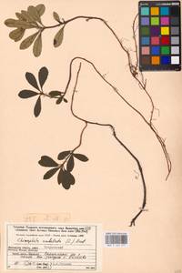 Chimaphila umbellata (L.) W. P. C. Barton, Eastern Europe, Moscow region (E4a) (Russia)