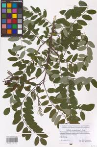 Robinia neomexicana A.Gray, Eastern Europe, Lower Volga region (E9) (Russia)