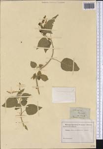 Rivina humilis L., America (AMER) (Not classified)