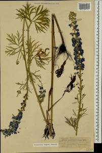 Delphinium freynii Conrath, Caucasus, Stavropol Krai, Karachay-Cherkessia & Kabardino-Balkaria (K1b) (Russia)