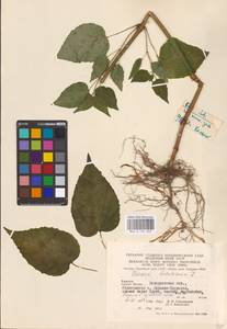 Circaea lutetiana L., Eastern Europe, West Ukrainian region (E13) (Ukraine)