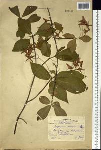 Euonymus macropterus Rupr., Siberia, Russian Far East (S6) (Russia)