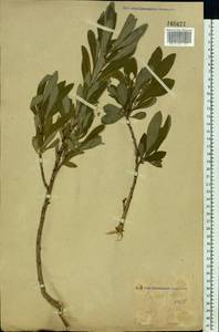 Daphne mezereum L., Eastern Europe, Eastern region (E10) (Russia)