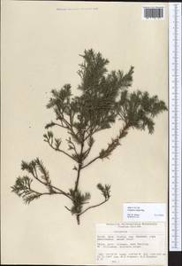 Juniperus rigida Siebold & Zucc., South Asia, South Asia (Asia outside ex-Soviet states and Mongolia) (ASIA) (China)