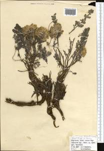 Corydalis fedtschenkoana Regel, Middle Asia, Northern & Central Tian Shan (M4) (Kyrgyzstan)