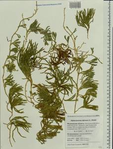 Diphasiastrum alpinum (L.) Holub, Eastern Europe, Northern region (E1) (Russia)