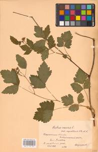 Rubus caesius L., Eastern Europe, Central forest-and-steppe region (E6) (Russia)