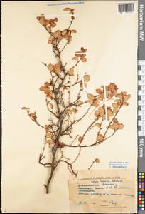 Betula humilis Schrank, Eastern Europe, Northern region (E1) (Russia)