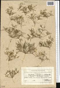 Leptaleum filifolium (Willd.) DC., Middle Asia, Muyunkumy, Balkhash & Betpak-Dala (M9) (Kazakhstan)
