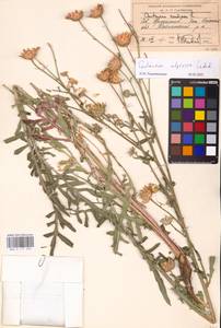 Centaurea adpressa Ledeb., Middle Asia, Caspian Ustyurt & Northern Aralia (M8) (Kazakhstan)