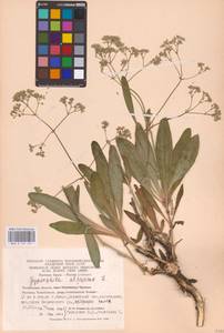 Gypsophila altissima L., Eastern Europe, Eastern region (E10) (Russia)